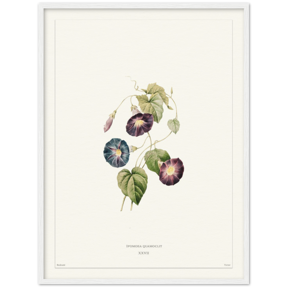 Pierre-Joseph Redouté, floral, flowers, art, wall art, flower prints, botanical, illustration, plants, roses