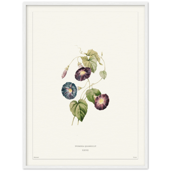Pierre-Joseph Redouté, floral, flowers, art, wall art, flower prints, botanical, illustration, plants, roses