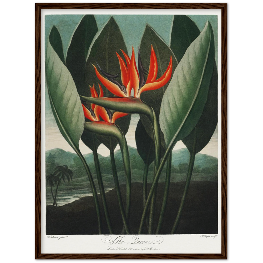 The Queen plant by R.J. Thornton, 1807