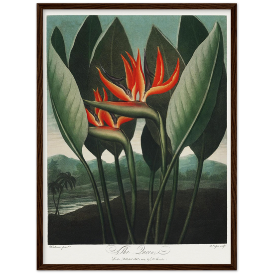 The Queen plant by R.J. Thornton, 1807