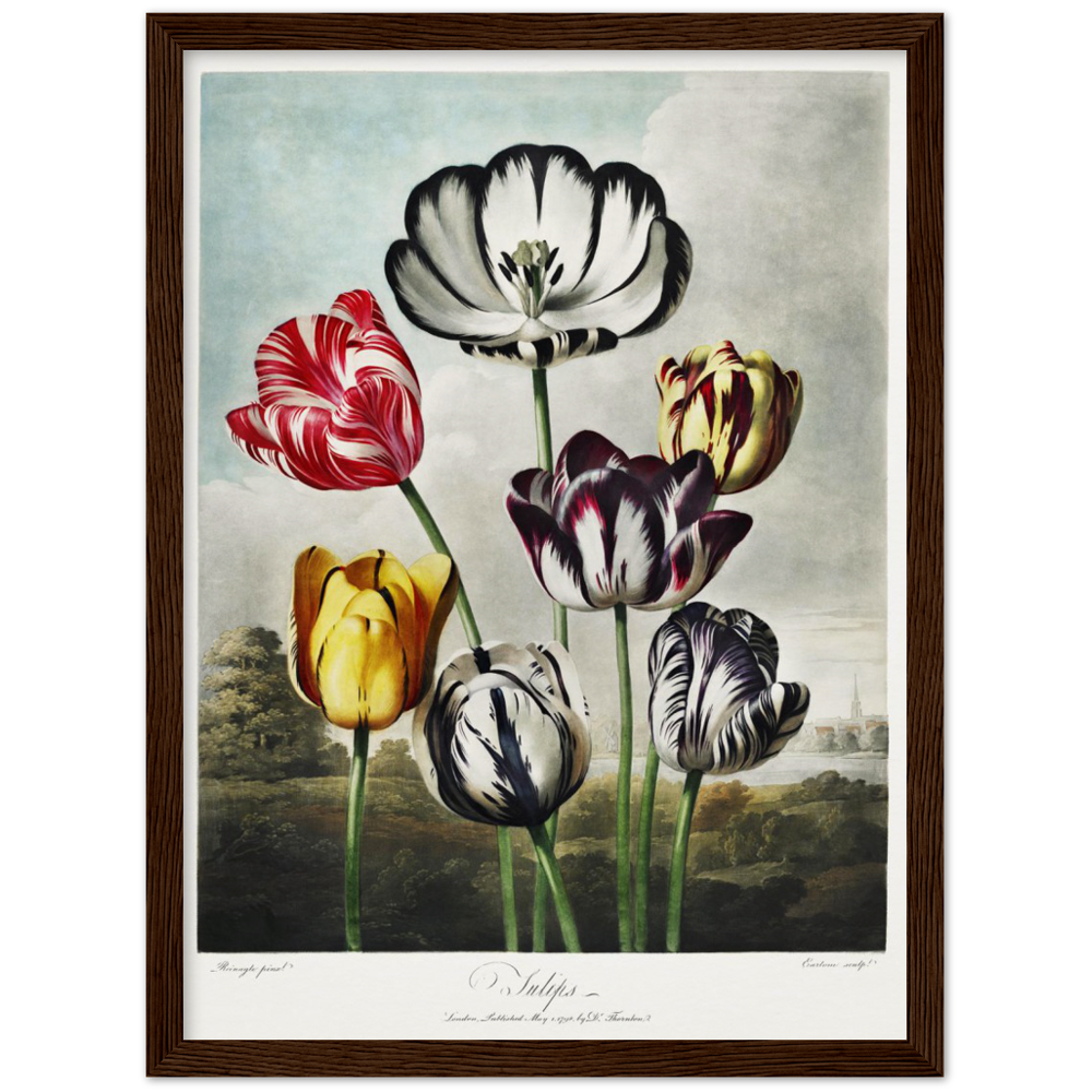 The Tulips by R.J. Thornton, 1807
