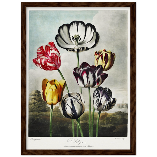 The Tulips by R.J. Thornton, 1807