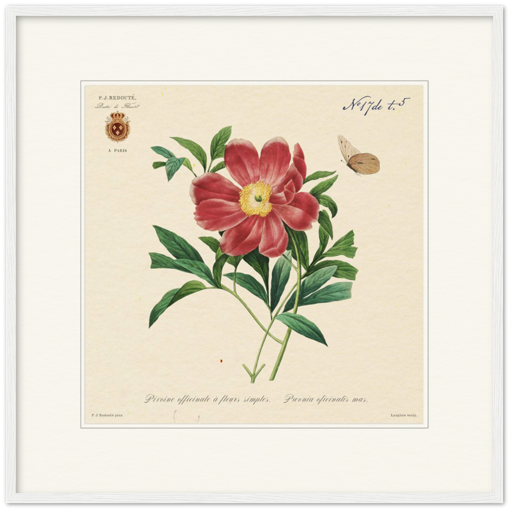 Peony by Redouté, 1827 (édition classique)