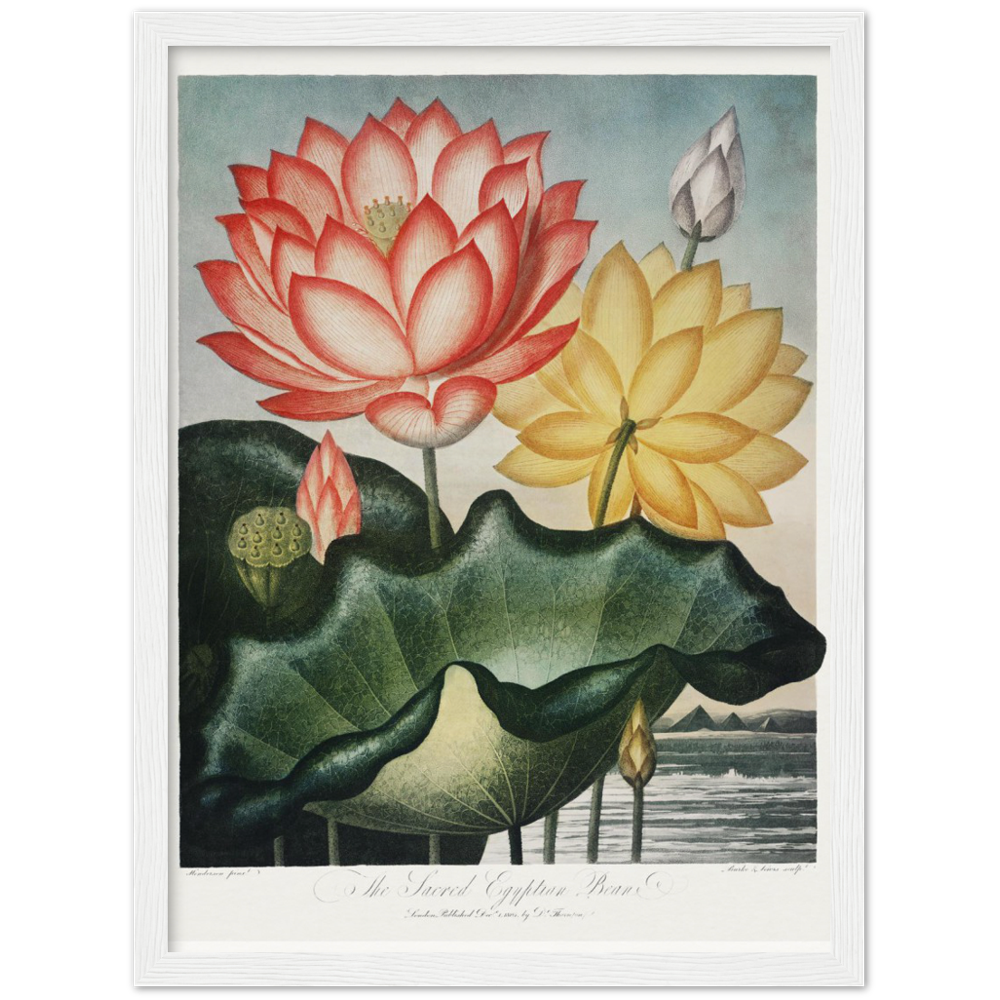 The Sacred Egyptian Bean by R.J. Thornton, 1807