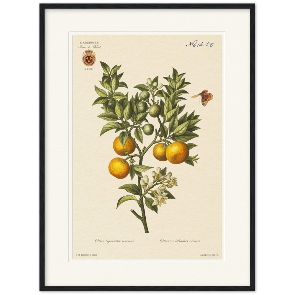 Bitter oranges by Redouté, 1834 (édition classique)