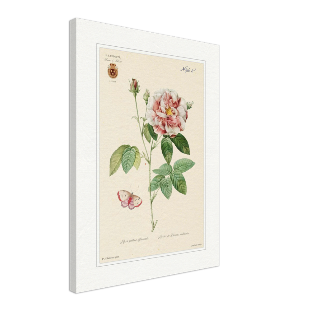 French Provencal Rose by Redouté, édition classique