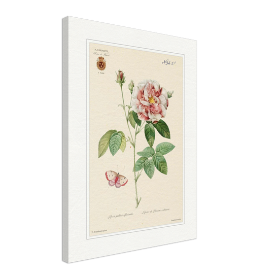 French Provencal Rose by Redouté, édition classique