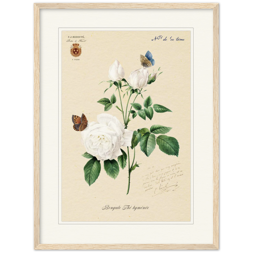 Pierre-Joseph Redouté, floral, flowers, art, wall art, flower prints, botanical, illustration, plants, roses
