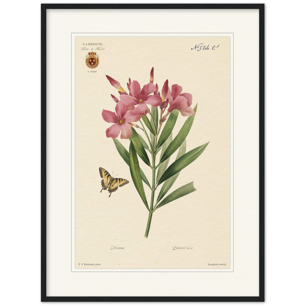 Pierre-Joseph Redouté, floral, flowers, art, wall art, flower prints, botanical, illustration, plants, roses