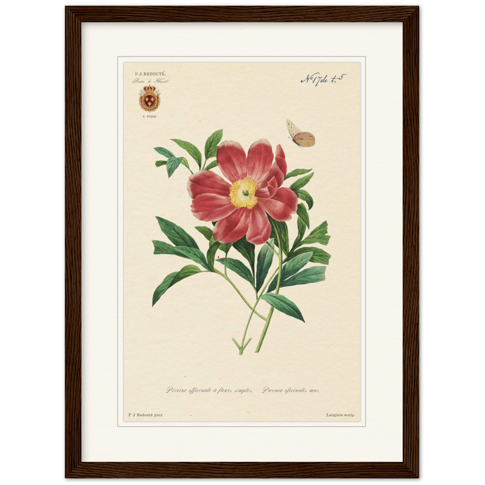 Peony by Redouté, 1827 (édition classique)