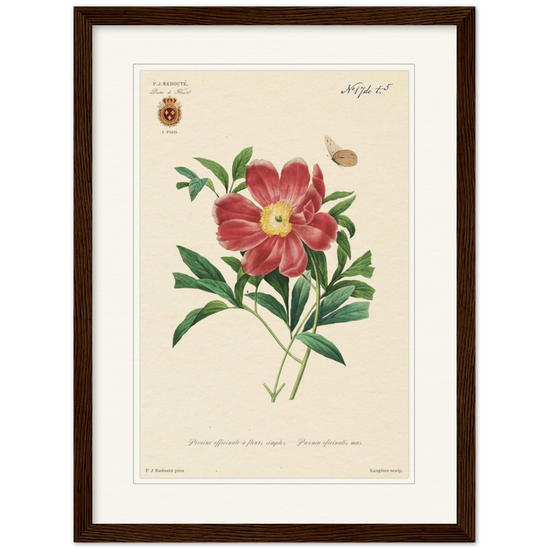 Peony by Redouté, 1827 (édition classique)
