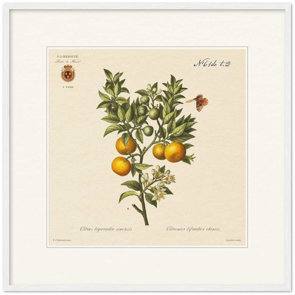 Bitter orange by Redouté, 1834 (édition classique)