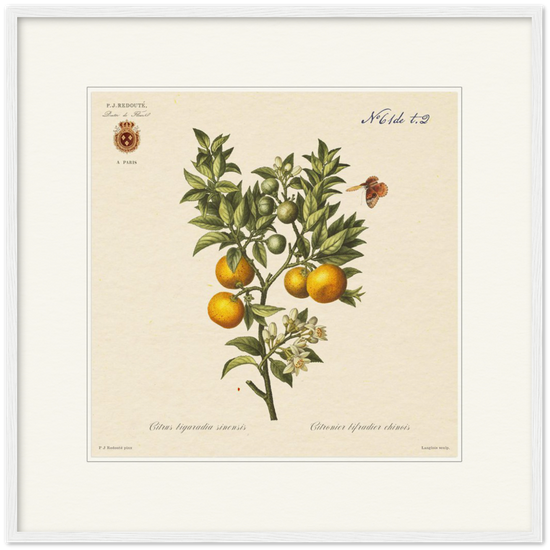 Bitter orange by Redouté, 1834 (édition classique)