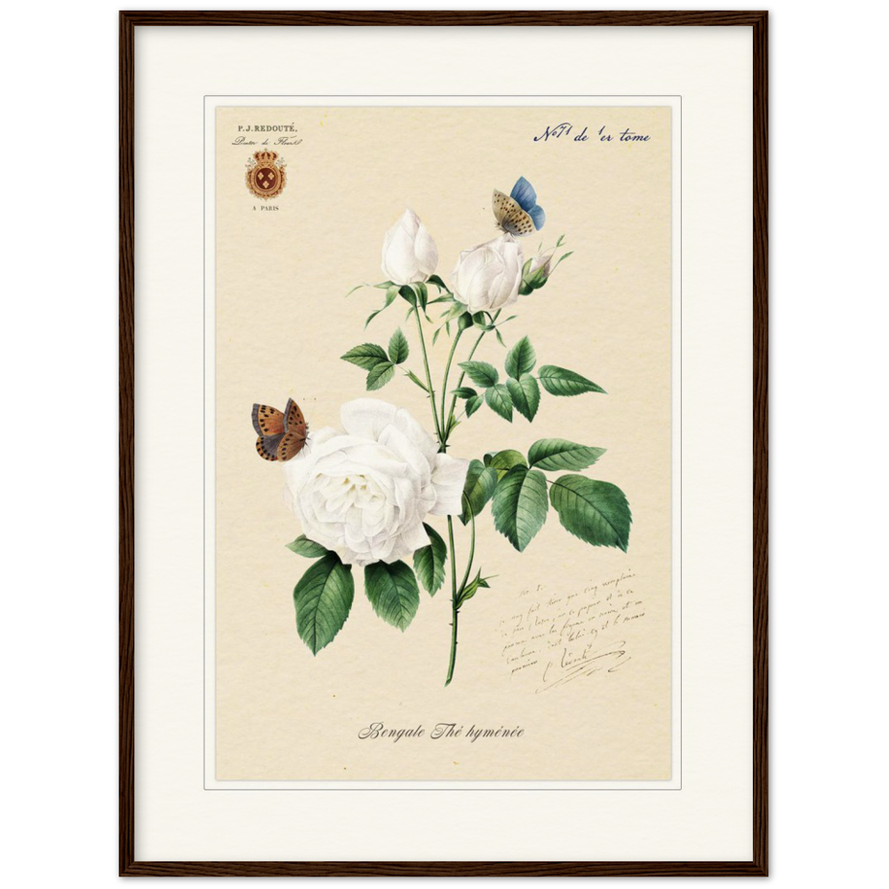 Pierre-Joseph Redouté, floral, flowers, art, wall art, flower prints, botanical, illustration, plants, roses