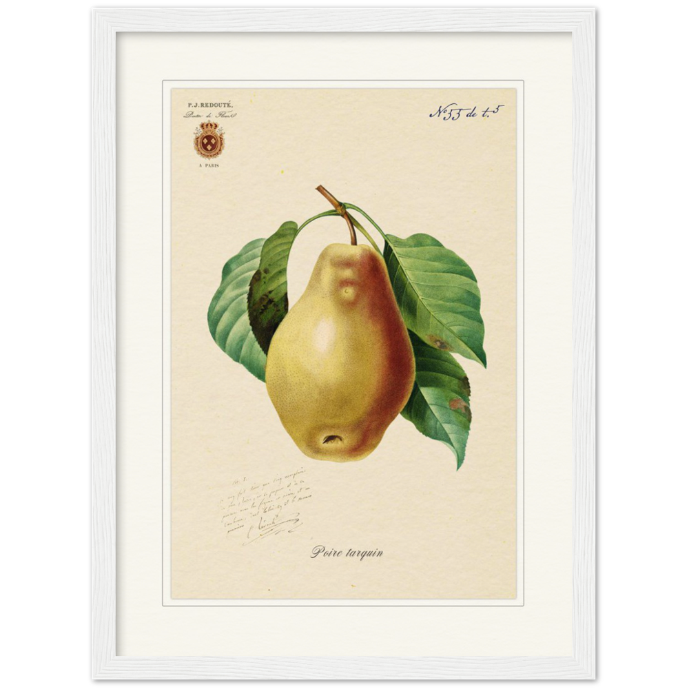 Tarquin Pear