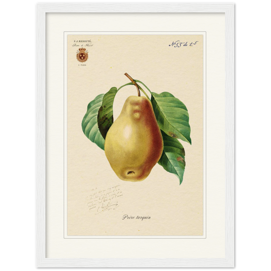 Tarquin Pear