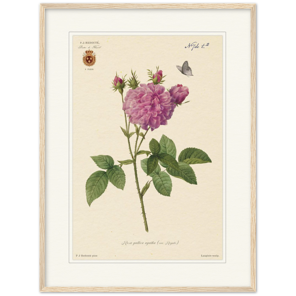 rose, agatha, wooden frame, Pierre-Joseph Redouté, floral, flowers, art, wall art, flower prints, botanical, illustration, plants, roses