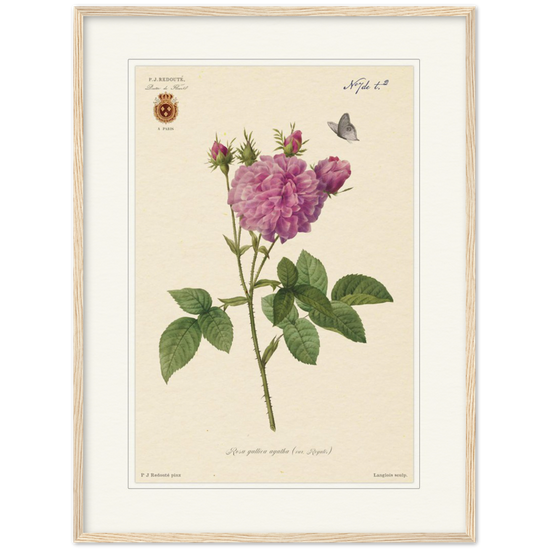 rose, agatha, wooden frame, Pierre-Joseph Redouté, floral, flowers, art, wall art, flower prints, botanical, illustration, plants, roses