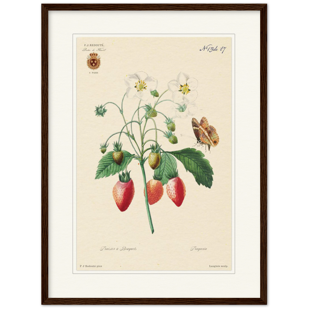 Strawberry by Redouté, 1834 (édition classique)