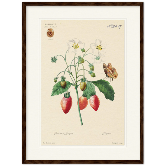 Strawberry by Redouté, 1834 (édition classique)