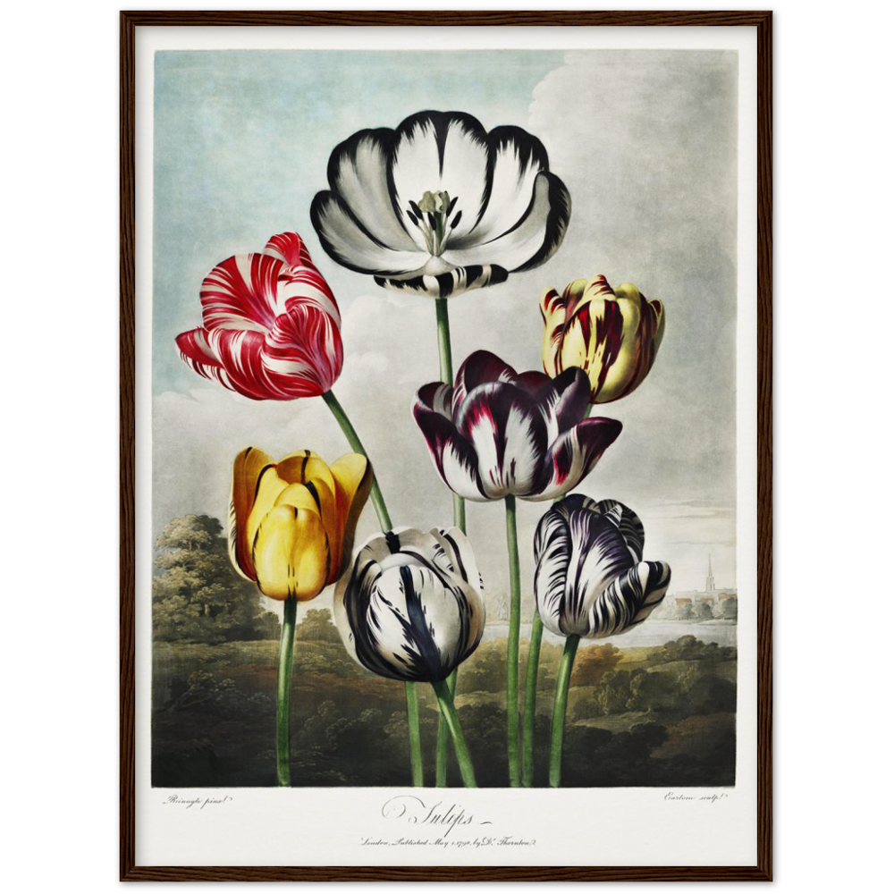 The Tulips by R.J. Thornton, 1807