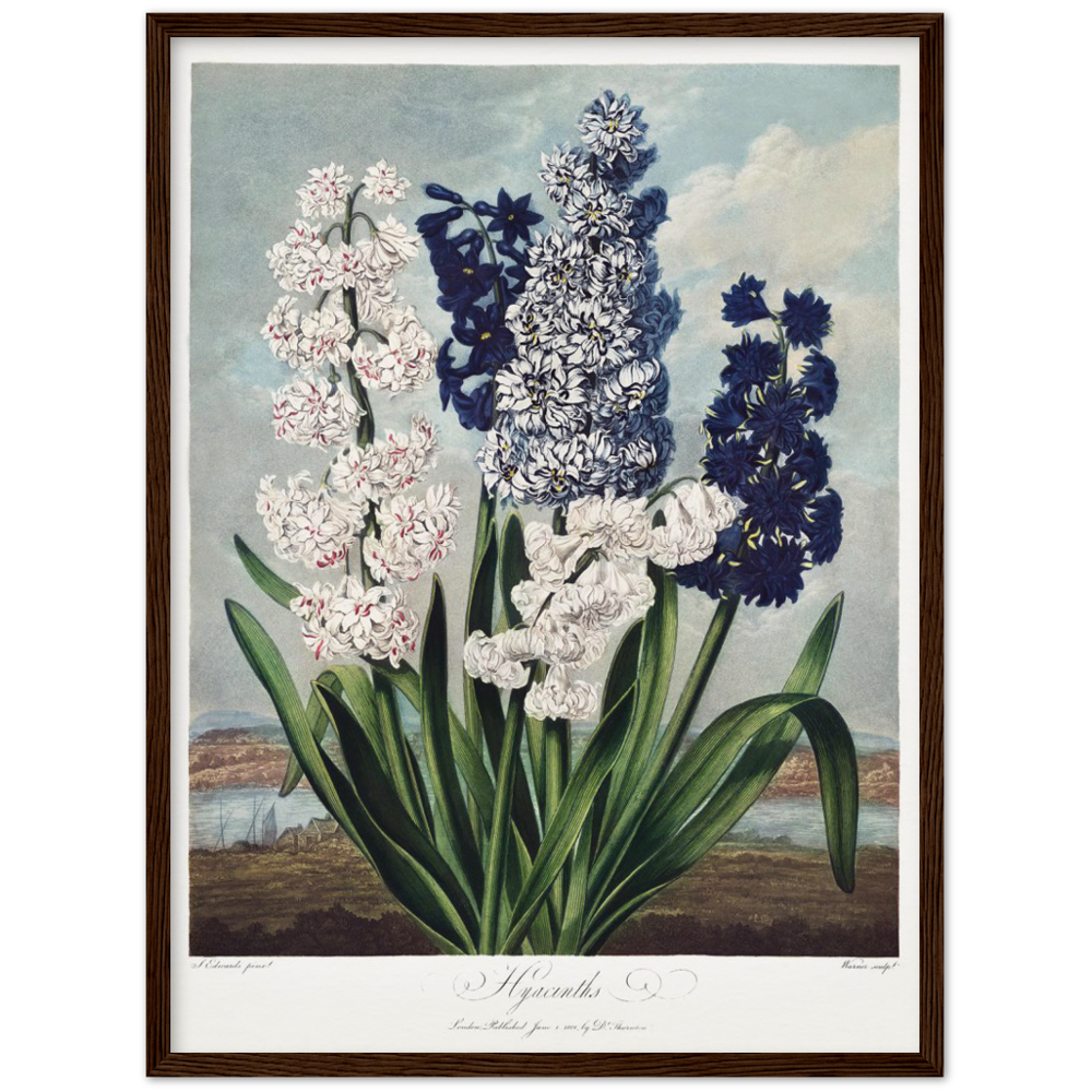 Pierre-Joseph Redouté, floral, flowers, art, wall art, flower prints, botanical, illustration, plants, roses