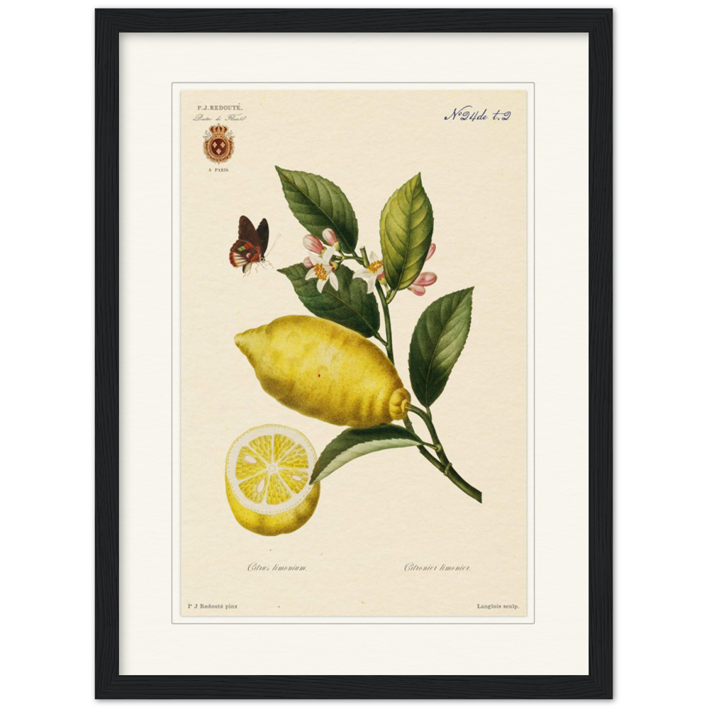 Lemon by Redouté, 1834 (édition classique)