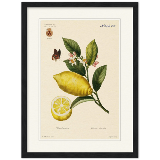 Lemon by Redouté, 1834 (édition classique)
