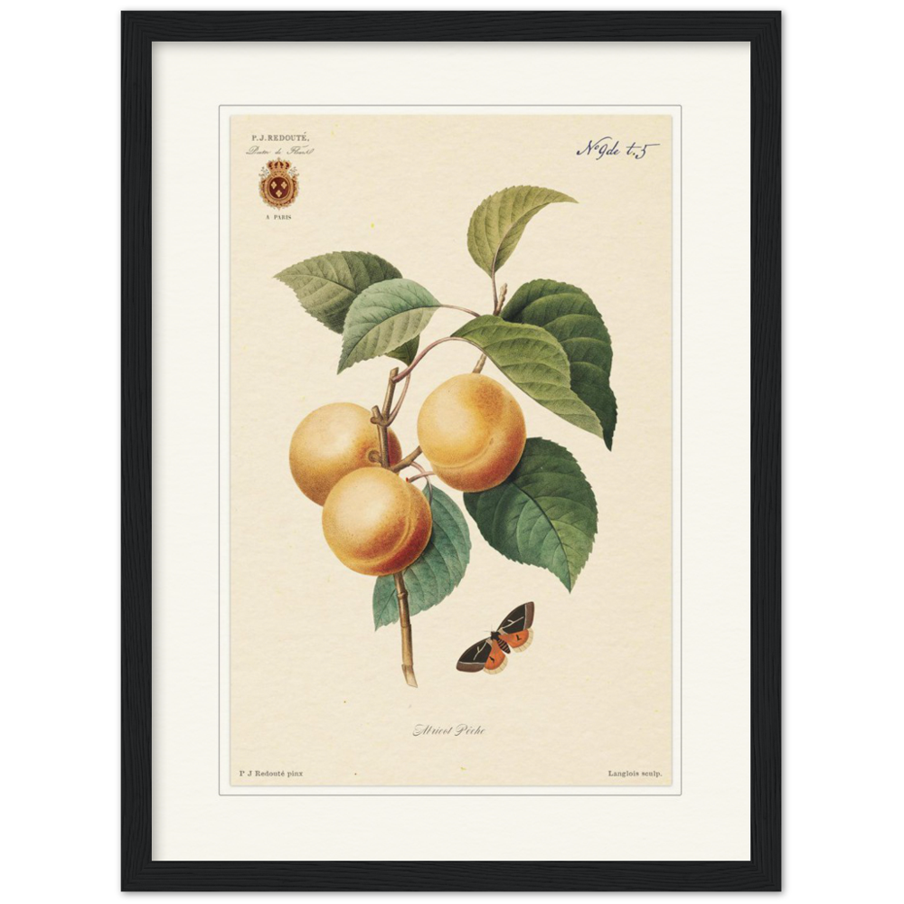 Apricot-Peaches by Redouté, 1824 (édition classique)