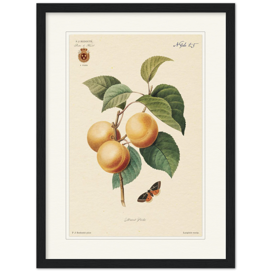 Apricot-Peaches by Redouté, 1824 (édition classique)