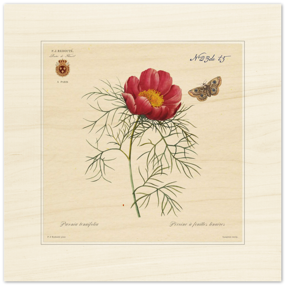 Pierre-Joseph Redouté, floral, flowers, art, wall art, flower prints, botanical, illustration, plants, roses