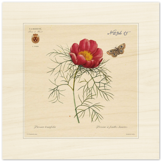 Pierre-Joseph Redouté, floral, flowers, art, wall art, flower prints, botanical, illustration, plants, roses