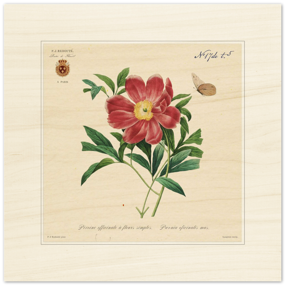 Peony by Redouté, 1827 (édition classique)