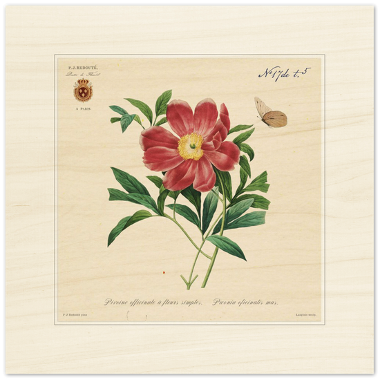 Peony by Redouté, 1827 (édition classique)