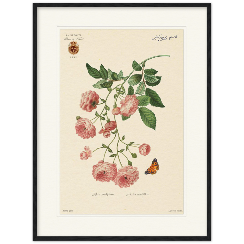 Pierre-Joseph Redouté, floral, flowers, art, wall art, flower prints, botanical, illustration, plants, roses