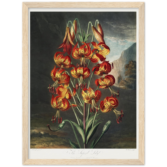 The Superb Lily by R.J. Thornton, 1807