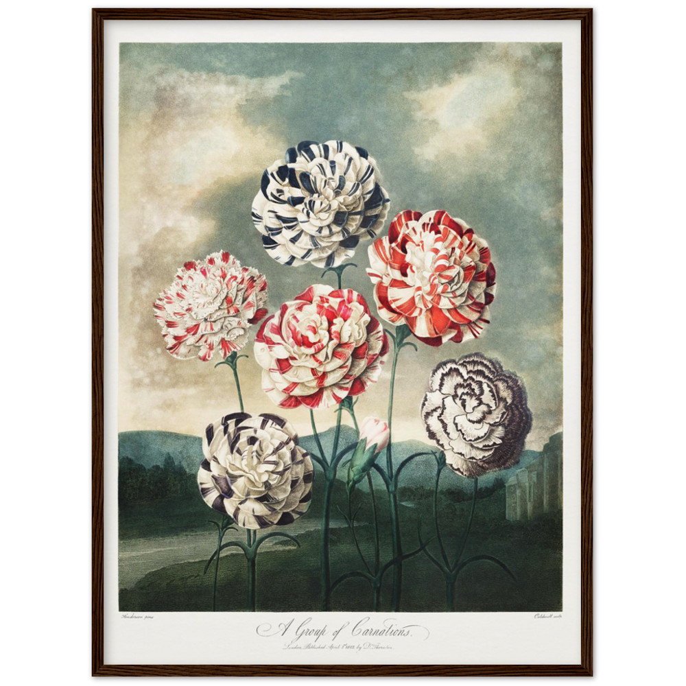 Pierre-Joseph Redouté, floral, flowers, art, wall art, flower prints, botanical, illustration, plants, roses