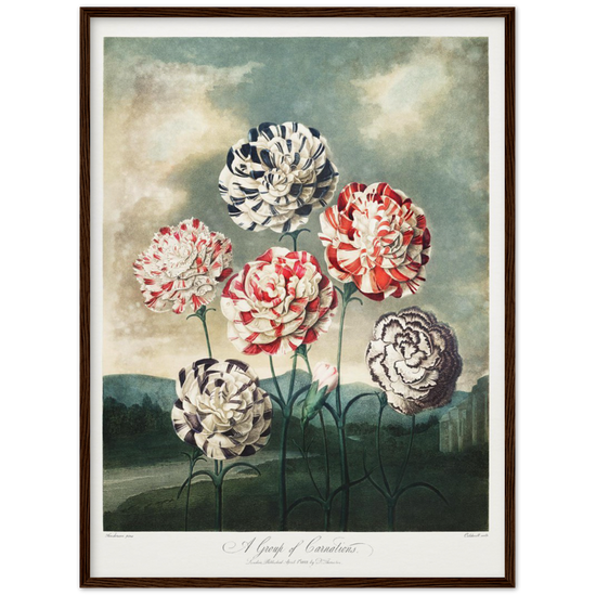 Pierre-Joseph Redouté, floral, flowers, art, wall art, flower prints, botanical, illustration, plants, roses