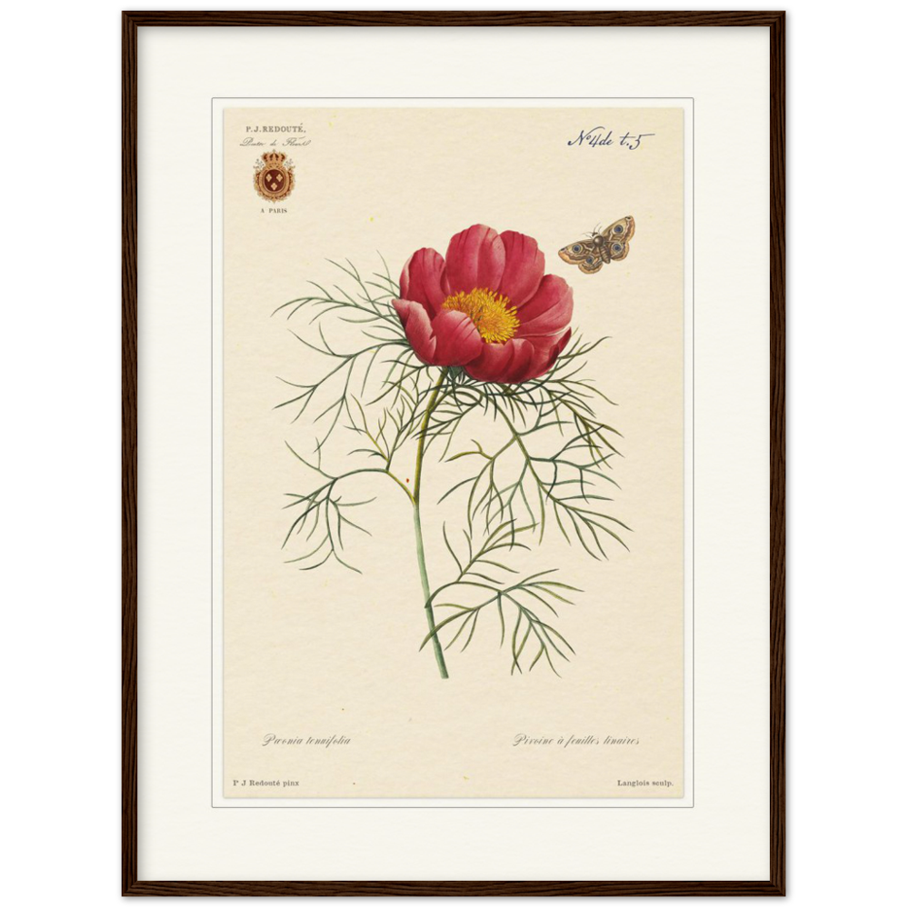 Pierre-Joseph Redouté, floral, flowers, art, wall art, flower prints, botanical, illustration, plants, roses