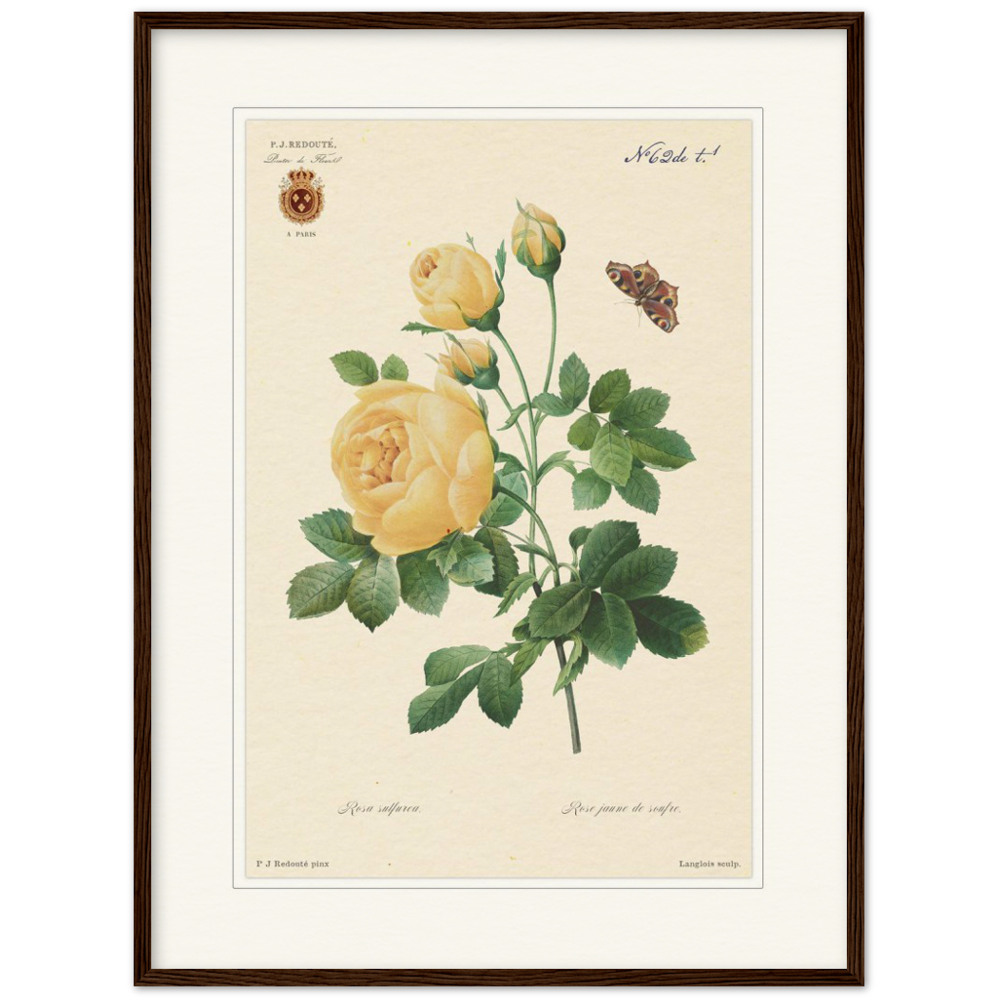 Yellow rose by Langlois and Redouté (édition classique)