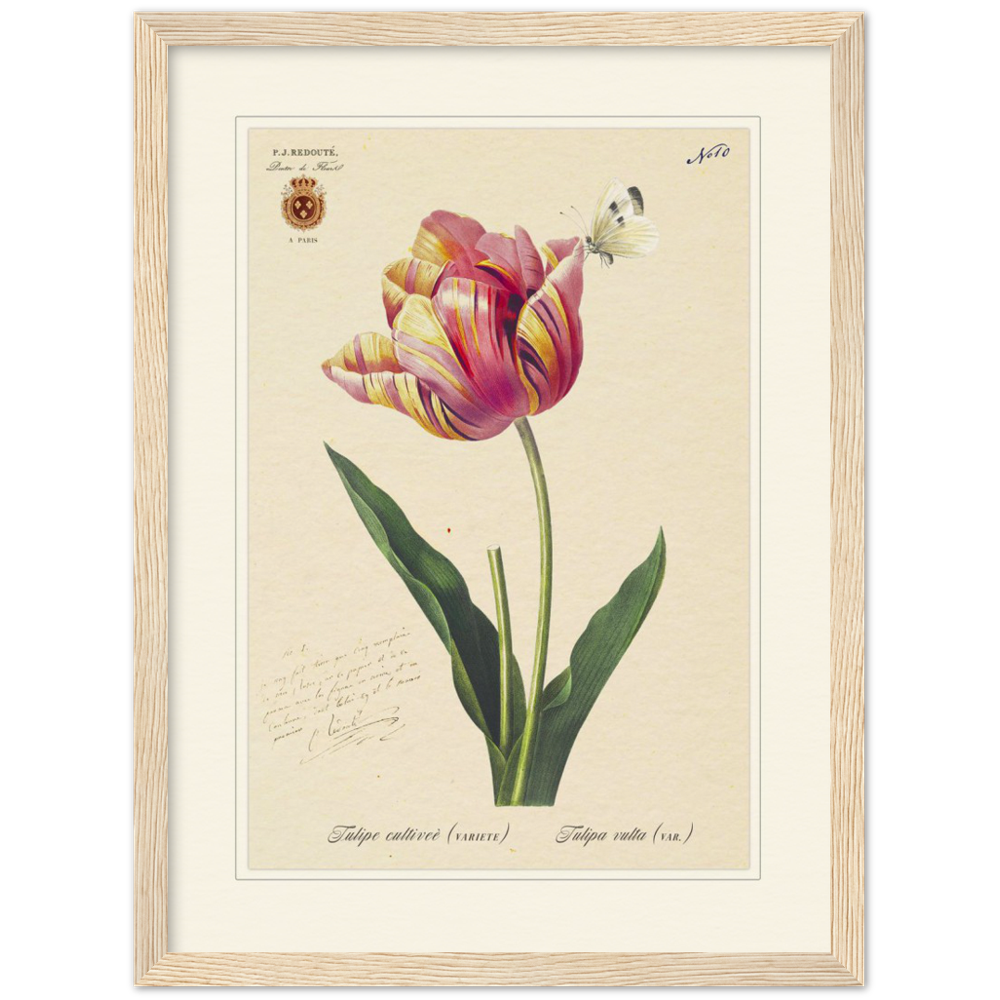 Triumph Tulip III