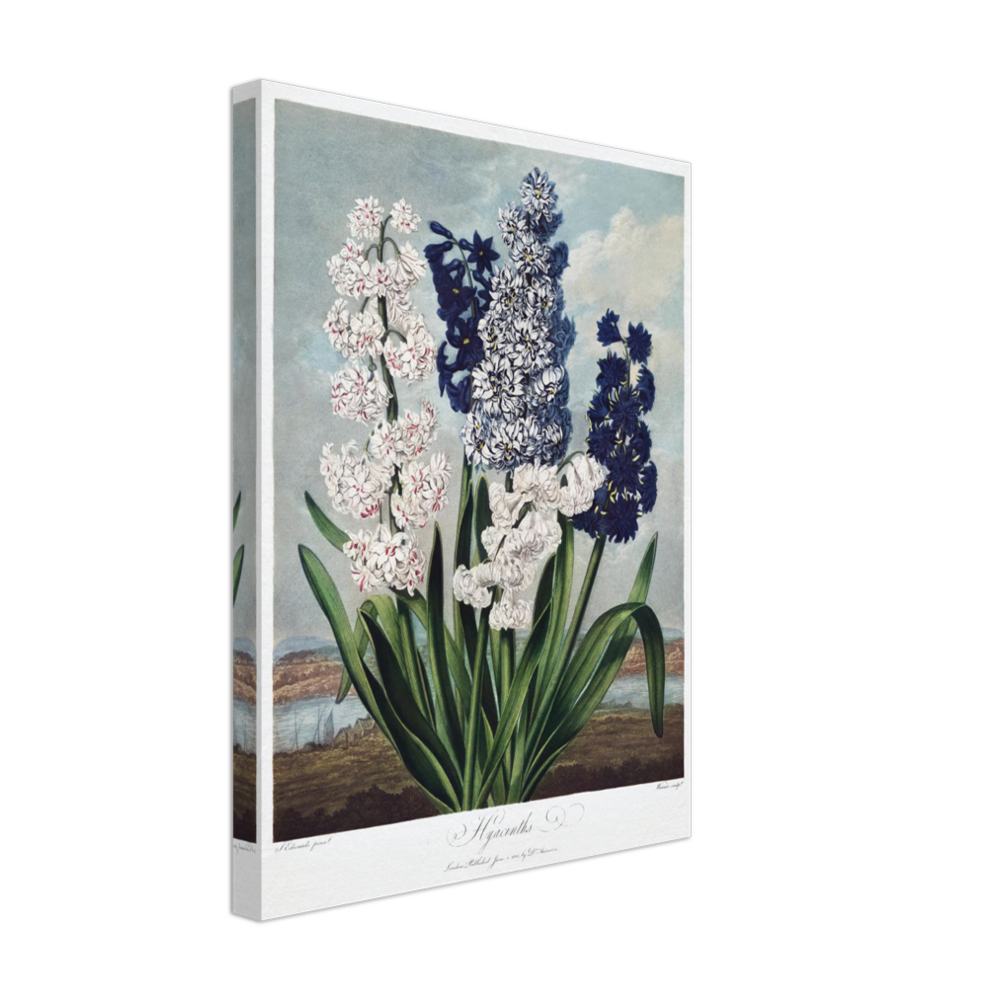 Hyacinths by R.J. Thornton, 1807