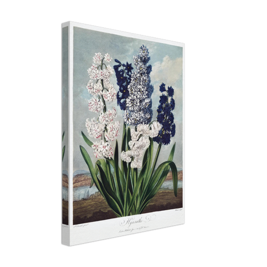 Hyacinths by R.J. Thornton, 1807