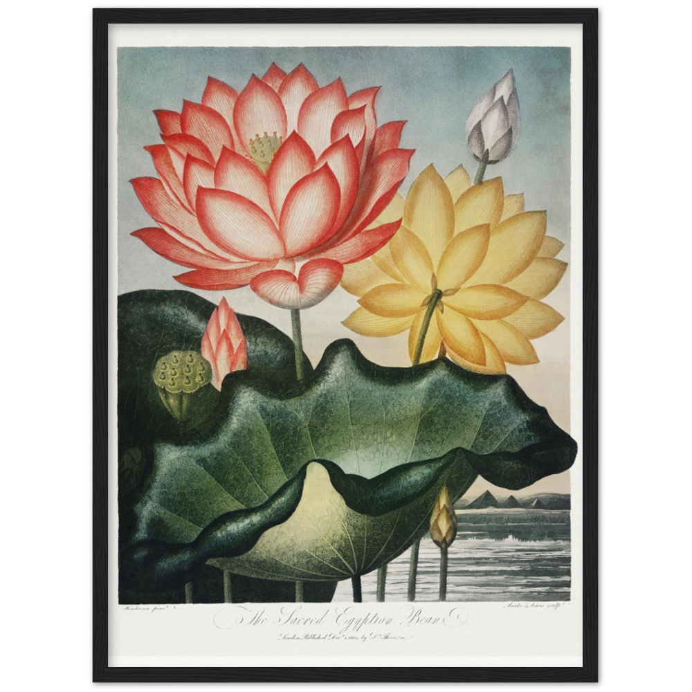 The Sacred Egyptian Bean by R.J. Thornton, 1807