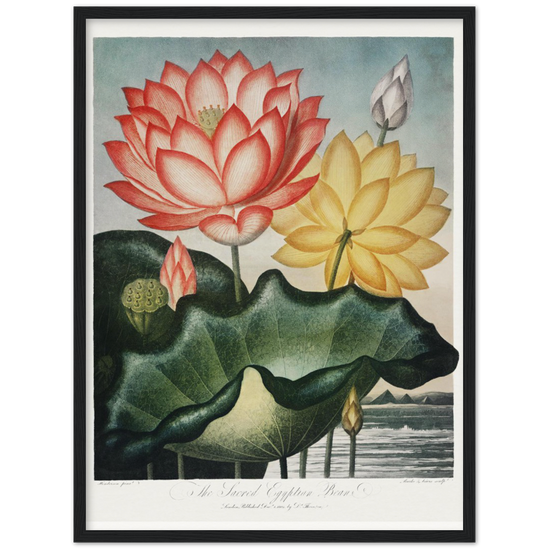 The Sacred Egyptian Bean by R.J. Thornton, 1807