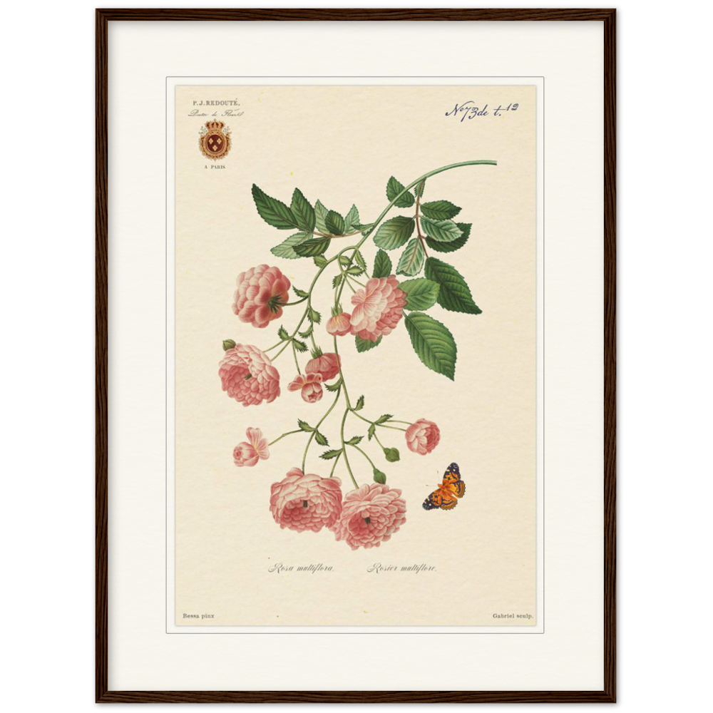 Pierre-Joseph Redouté, floral, flowers, art, wall art, flower prints, botanical, illustration, plants, roses