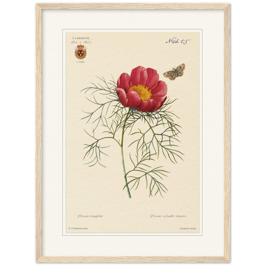 Pierre-Joseph Redouté, floral, flowers, art, wall art, flower prints, botanical, illustration, plants, roses