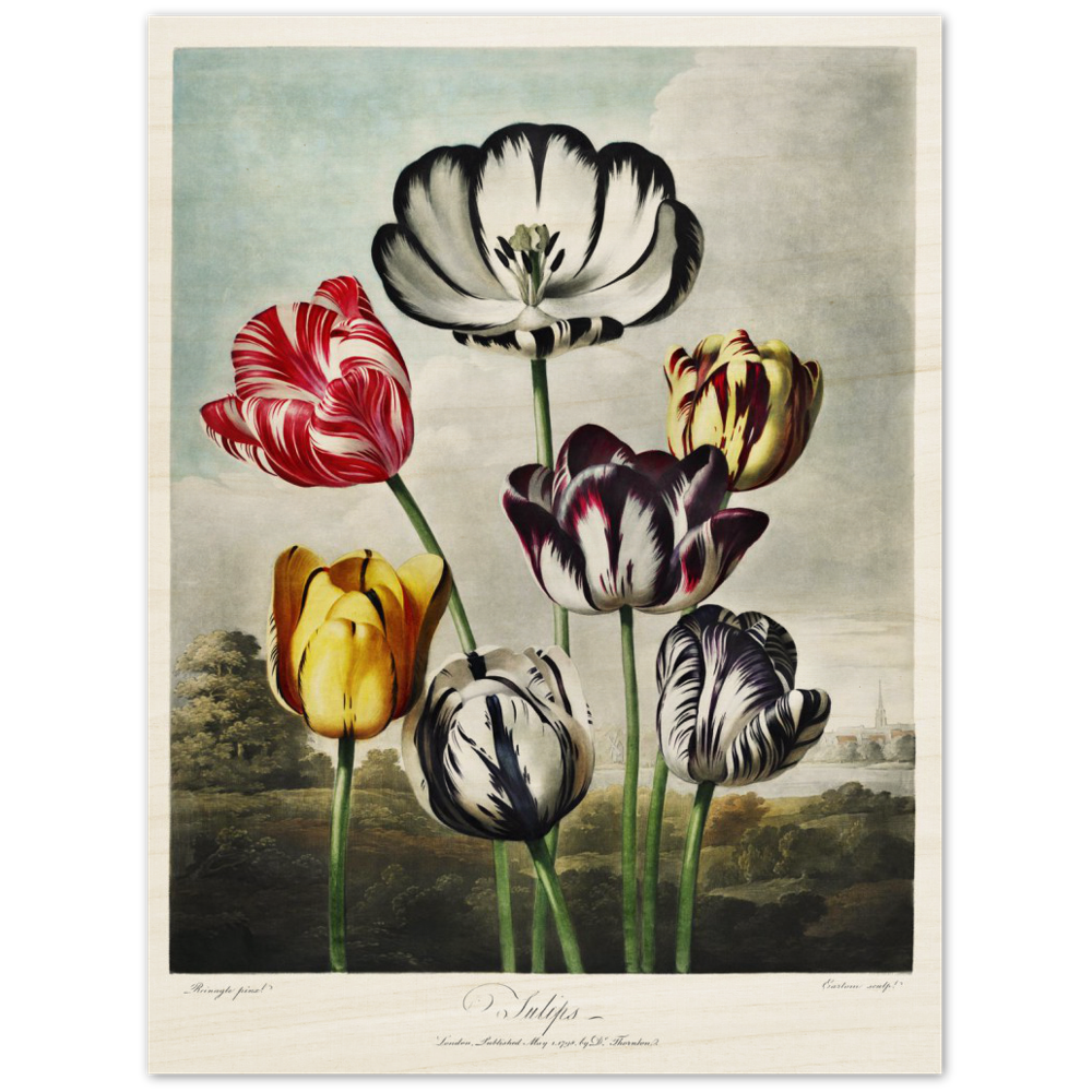 The Tulips by R.J. Thornton, 1807