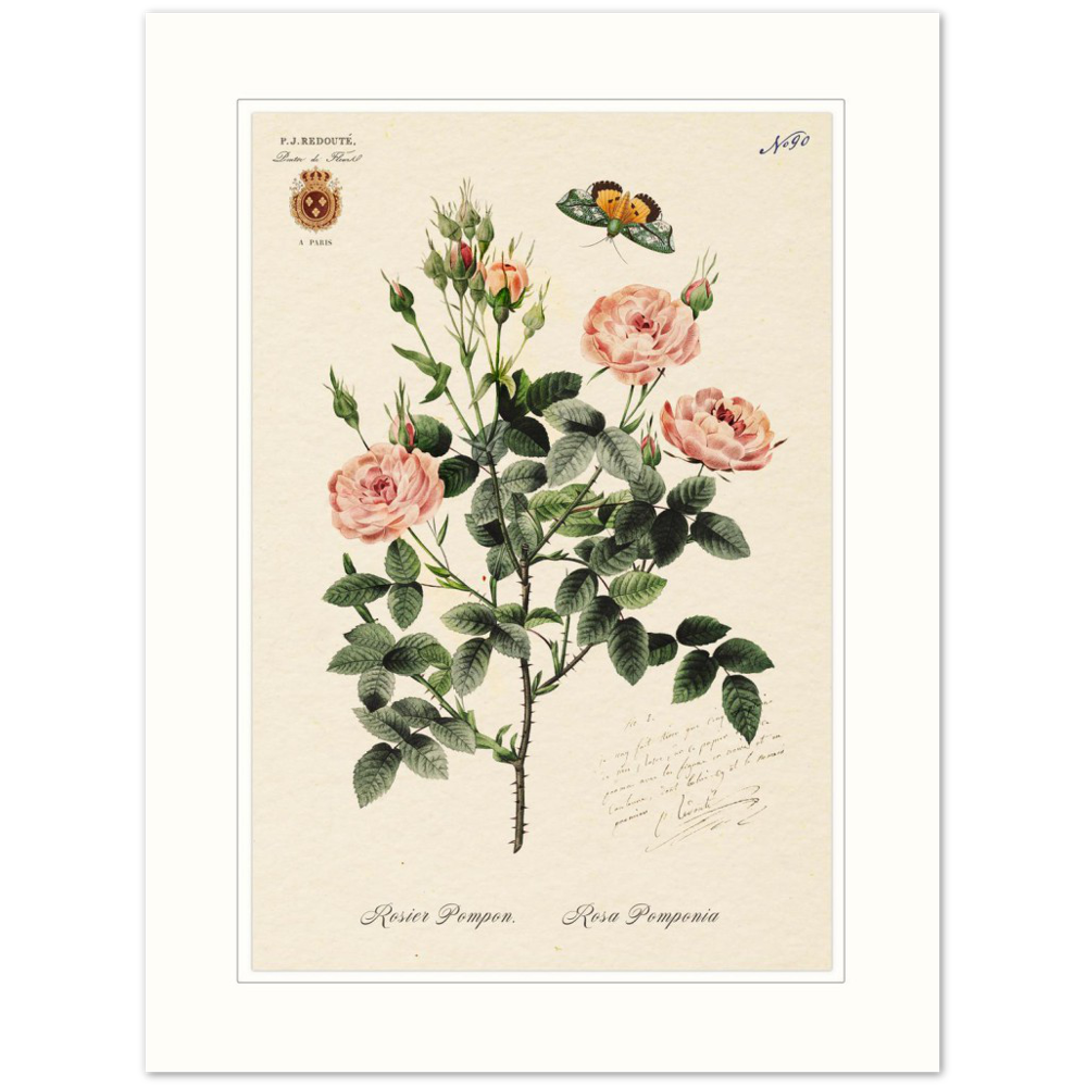 Rose Pompon by Redouté, 1824 (édition classique)