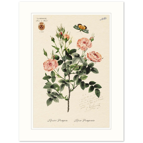 Rose Pompon by Redouté, 1824 (édition classique)